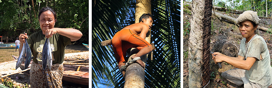 Farming of coconuts and rubber and fishing are the main sources of income on Nias Island.