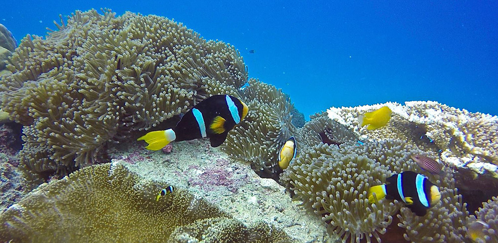 Anemone fish, Asu Island, Hinakos. Photo courtesy of www.puriasuresort.com