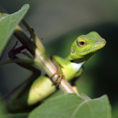 Green Crested Lizard (Bronchocela cristatella)