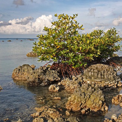 Mangrove on exposed coral reef due to uplift after 2005 earthquake. Tureloto, Lahewa, Nias Utara.