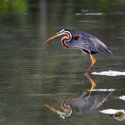 Purple Heron (Ardea purpurea), commonly seen in wetlands around Nias