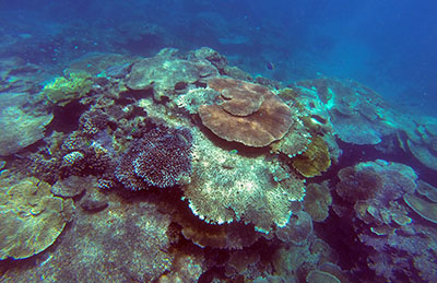 Healthy coral reef on the east side of Wunga