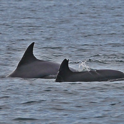 Dolphins are often seen in the waters around Nias