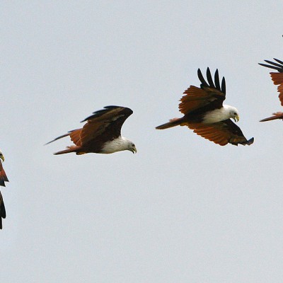 Brahminy Kite (Haliastur indus) often seen along the coast of Nias Island